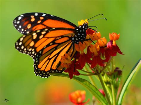 Tulsa Zoo Today Is The First Official Monarch Butterfly