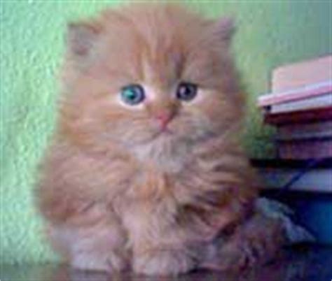 The persian cats are famous for their glamorous look. Persian Kittens For SALE FOR SALE ADOPTION from Hyderabad ...