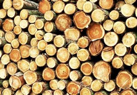 Why Its Important To Choose Sustainable Wood Flux Magazine