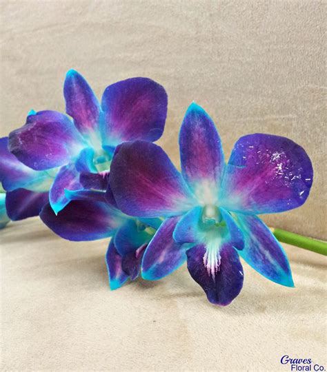 brides that are using blue in their wedding colors purple flowers dendrobium orchids flowers