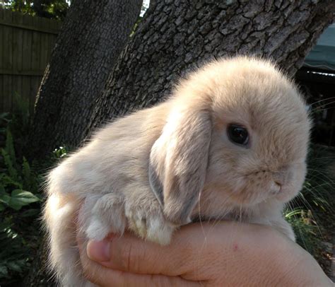 Holland Lop Dwarf If I Ever Get A Bunny This Is The Kind That I Want