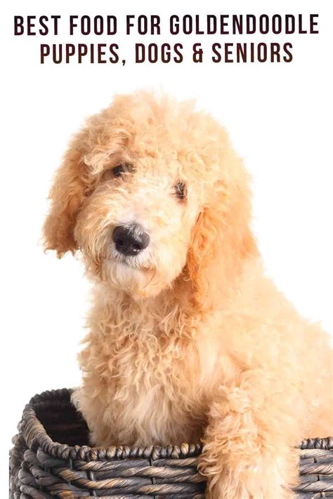 With a puppy from gertie's goldendoodles, you're not getting an average puppy from any random litter. Best Food For Goldendoodle Puppies, Dogs and Seniors in ...