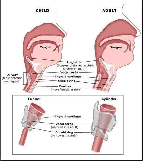 Vocal Cords Diagram