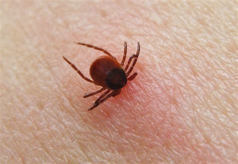 Ticks Carrying Lyme Disease In Northern California Pest Control