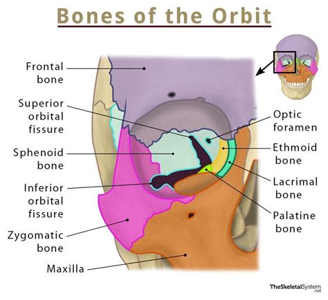 Bones Of The Orbit Names Location Anatomy And Pictures