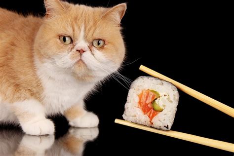 Can Cat Eat Sushi Or Raw Fish Kae Sushi