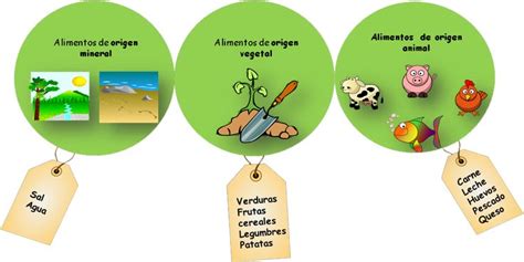 Alimentos De Origen Animal Vegetal Y Mineral Imagui Origen De Los