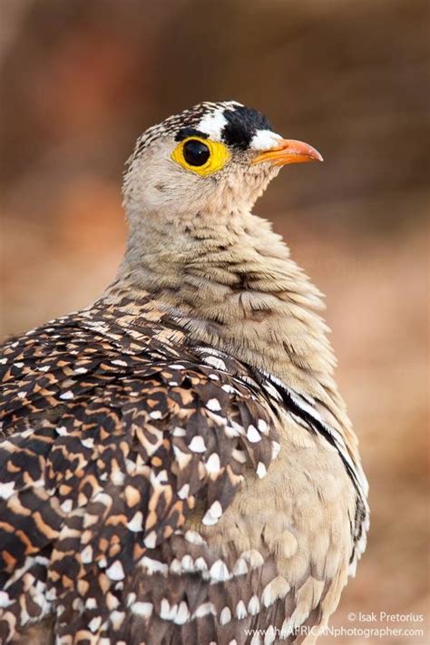 Double Banded Sandgrouse At Kruger National Park In South Africa By
