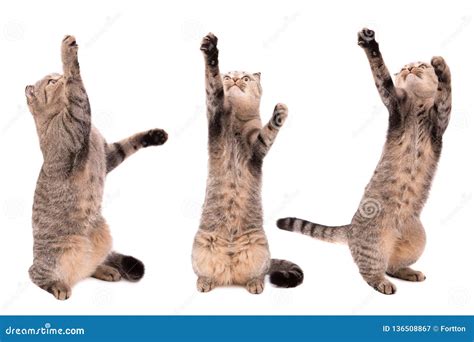 Cat Catches Paws On A White Background Playing Cat Stock Image Image