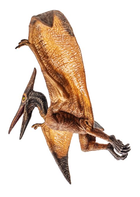Pteranodon Pterodactyl Dinosaurus Op Witte Achtergrond 8843957 Png