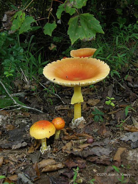 Anybody Seen My Focus American Caesars Mushroom Amanita Jacksonii