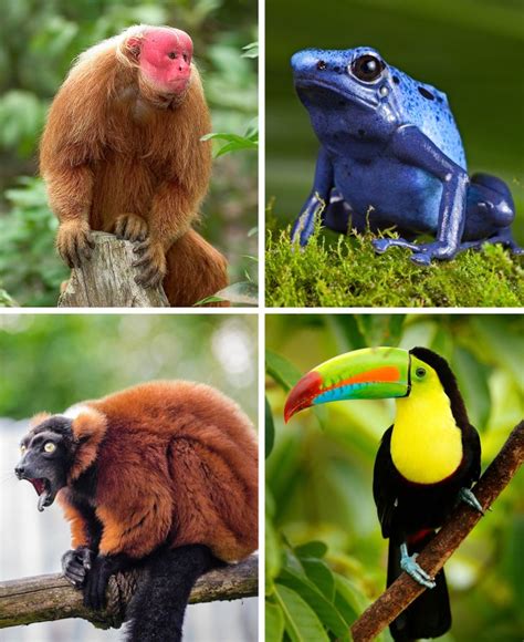 Amazon Rainforest Endangered Animals List Nature Wallpaper