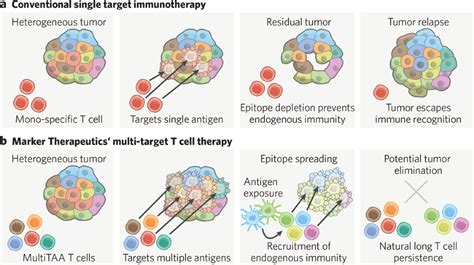 Non Engineered Multi Targeted T Cell Based Immunotherapies For Cancer