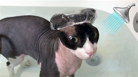 Sphynx Cat Takes A Bath With Tiny Shower Cap 🛁 Youtube