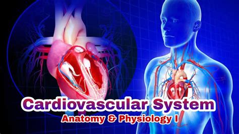 Cardiovascular System Overview In Urduhindi Gbsn Semester I Part 1