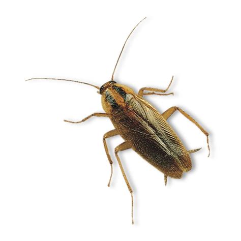 German Cockroach Blattella Adults Pack Of 12