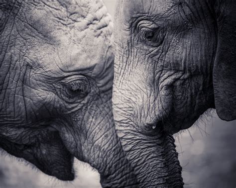 30 Genuinely Amazing Tattoos Of Elephants Mpora