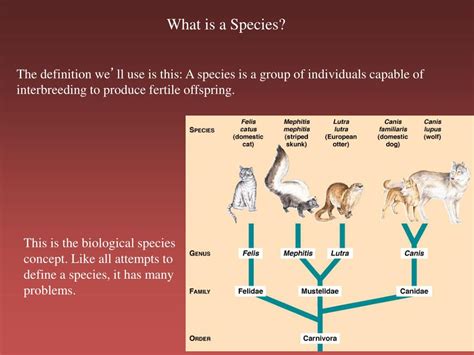 Ppt What Is A Species Powerpoint Presentation Free Download Id