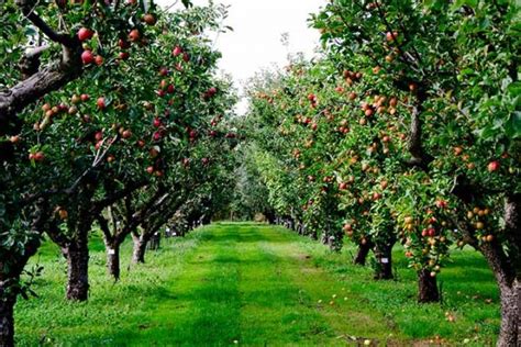 How To Grow And Care For Apple Trees Gardeners Path