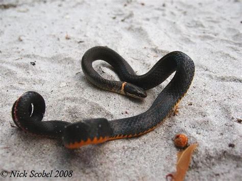 78 Best Images About Floridas Fabulous Snakes On Pinterest Pit Viper