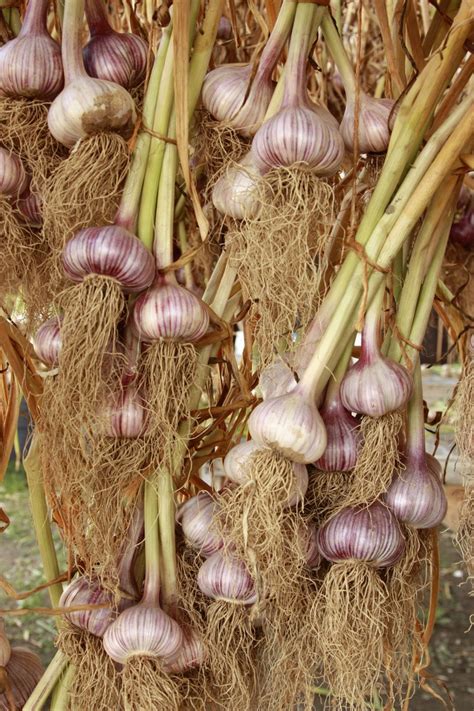 Here's how i grew my garlic as i've already mentioned in my video. How to Harvest & Cure Garlic (Plus Save Some for Seed ...