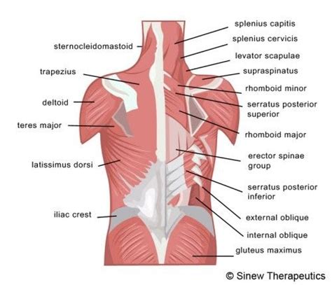 Diagram Of Female Lower Back Muscles Back Muscle Chart Haval Within