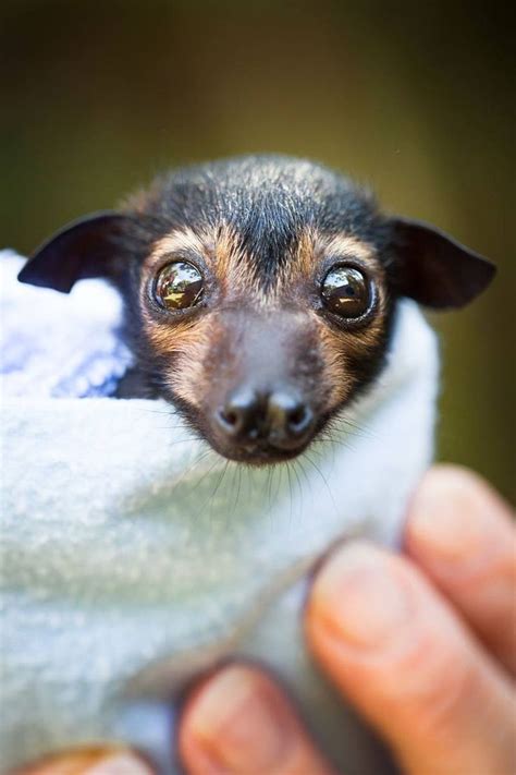 Spectacled Flying Fox Orphans Receive Special Care Zooborns Cute