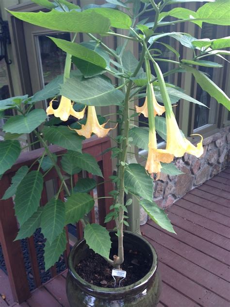 Yellow Brugmansia Angel Trumpet Growing In My Gardengrowing In My