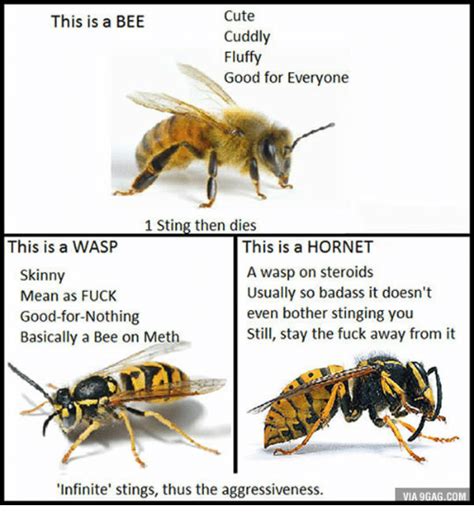 25 Best Memes About Pics Of Bees Wasps And Hornets Pics Of Bees