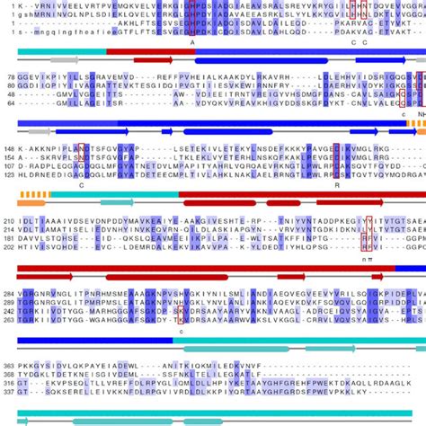 Structure Based Sequence Alignment Of MAT From Different Domains Of