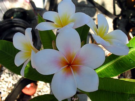 Rare White Flowers Flickr Photo Sharing