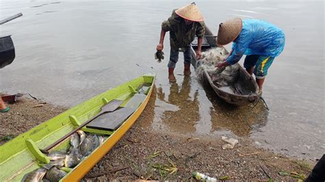 Infopublik Ribuan Ikan Di Danau Maninjau Mabuk Tangkapan Nelayan