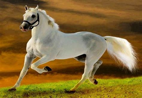 Top 10 Most Expensive Horse Breeds In The World 2018 Worlds Top Most