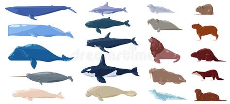 Set Marine Mammals Blue Whale Sperm Whale Dolphin Orca Stock Vector