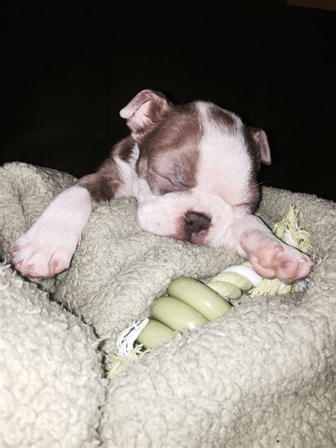 Our goal is to continue the integrity of the breed and provide healthy puppies to. Almost made it over Mt. Blanket. (With images) | Terrier, Boston terrier, Puppies