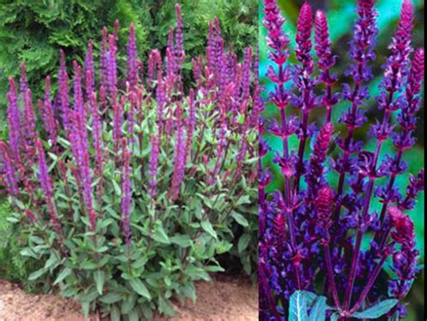 Purple flowers are stunning (imho). Savlia nemorosa 'Carradonna' (Sage) - Stonepocket - Know ...
