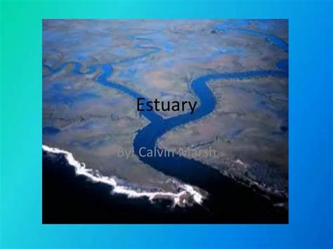 Ppt Estuary Powerpoint Presentation Free Download Id2793272