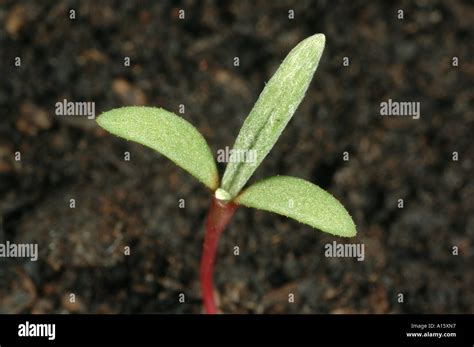 Pale Persicaria Persicaria Lapathifolia Seedling With Cotyledons And