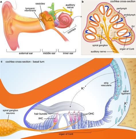 The Peripheral Auditory System A The Ear Is Composed Of The External