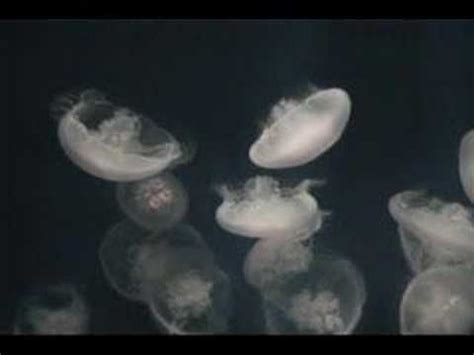 Easiest jellyfish to look after as pets. Small Moon Jellyfish | Pet jellyfish, Jellyfish, Pets