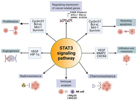 Molecular Mechanism Regulation And Therapeutic Targeting Of The Stat3