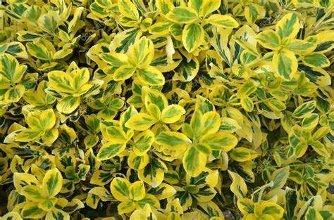 Emeralďs Gold Yellow And Green Leaves — Stock Photo