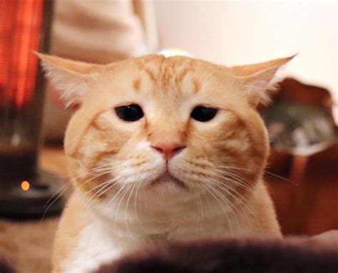 困り顔で有名な猫を5匹紹介！「困り顔猫の画像」に癒されてください♡ 愛犬お手入れクラブ