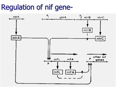 Ppt Genetic Engineering Of Nitrogen Fixation Powerpoint Presentation
