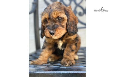 Our toy breeds include cavapoo, malitpoo, cockapoo, miniature i truly enjoy knowing my puppies make a positive difference in human lives. Mini Leah: Springerdoodle puppy for sale near Dallas ...