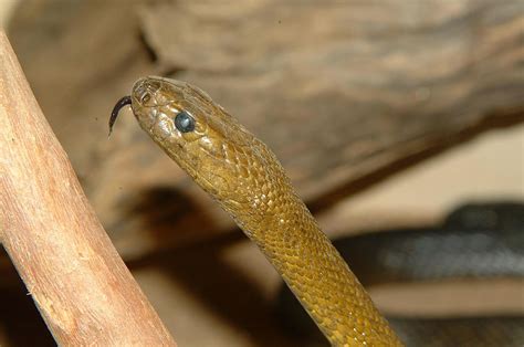 Inland Tiapan Or Fierce Snake Oxyuranus Microlepidotus Flickr