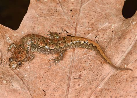 Spotted Dusky Salamander Emuseum Of Natural History
