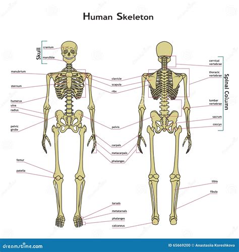 Anatomical Chart Diagram Of Human Body Organs Front And Back M I S S