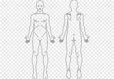 Anatomia Corpo Humano Costas Humanas Esqueleto Humano Coração ângulo