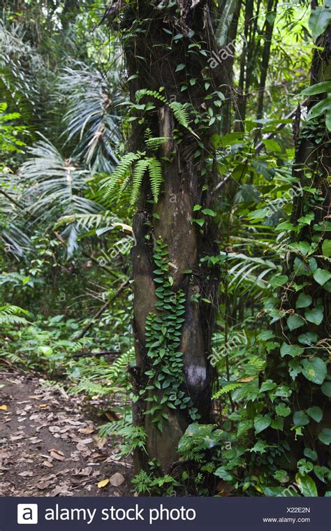 Ganztägige private tour zur erkundung eines instagrammierbaren ziels in bali. tropischer Regenwald im Botanischen Garten Ubud ...